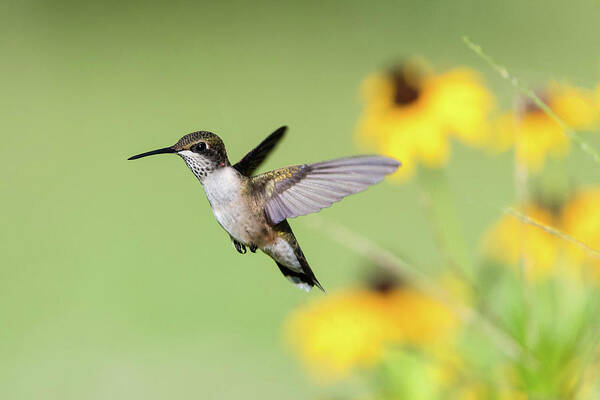 Ruby Throated Hummingbird Poster featuring the photograph Zoom Zoom by Linda Shannon Morgan