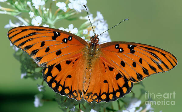 Animal Poster featuring the photograph Gulf Fritillary Butterfly #1 by Millard H. Sharp