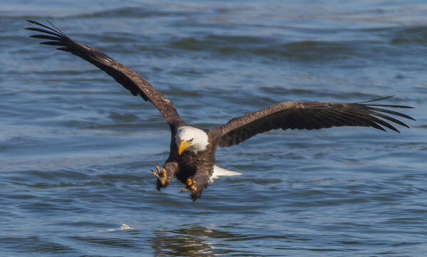 American Bald Eagles Poster featuring the photograph Incoming #1 by Glenn Lawrence