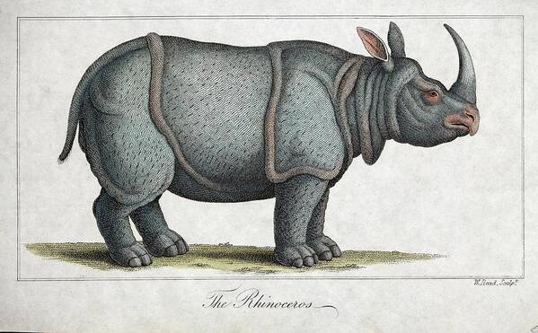 Copperplate Poster featuring the photograph Indian Rhinoceros #1 by Paul D Stewart