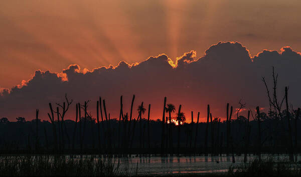 Orlando Poster featuring the photograph Orlando Wetlands Sunrise #2 by Dorothy Cunningham