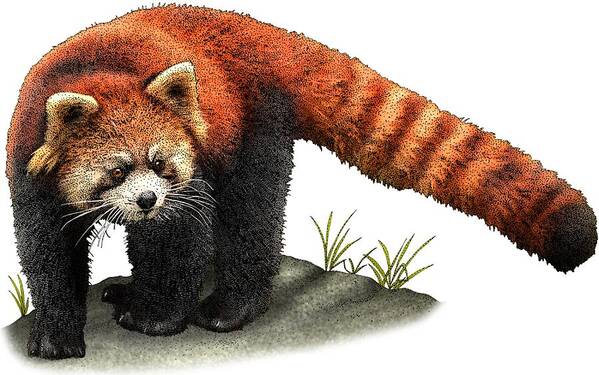 Red Panda Poster featuring the photograph Red Panda #1 by Roger Hall