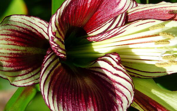 Lily Poster featuring the photograph Red Striped Lily #1 by Jeff Lowe