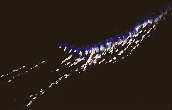 Animal Poster featuring the photograph Siphonophore Stephonomia Sp #1 by Andrew J. Martinez
