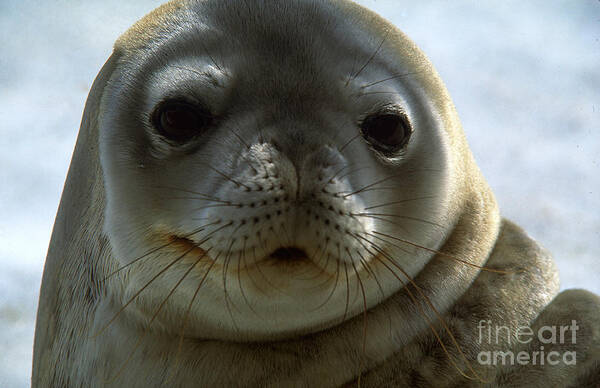 Infocus46 Poster featuring the photograph Weddell Seal #1 by Art Wolfe