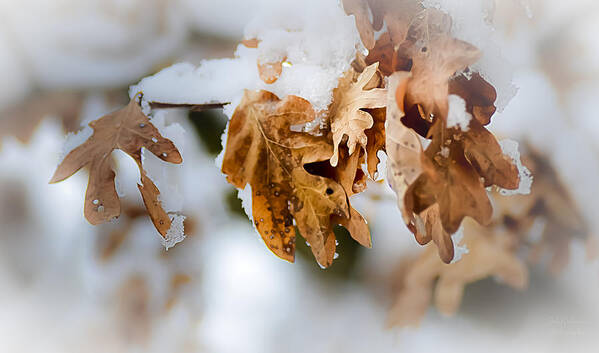 Winter Poster featuring the photograph Winter Leaves #2 by Julie Palencia