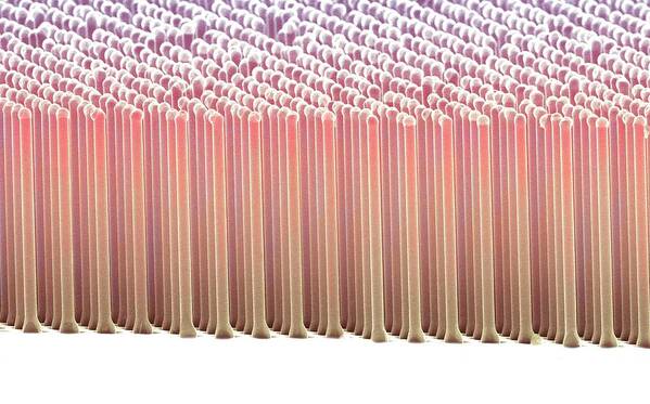 Silicon Poster featuring the photograph Silicon Nanorods #2 by Prof. Nathan Lewis Et Al/science Photo Library