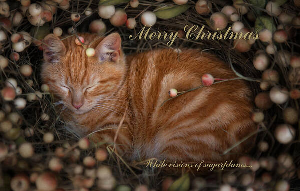 Christmas Poster featuring the photograph Sugarplum #2 by Robin-Lee Vieira