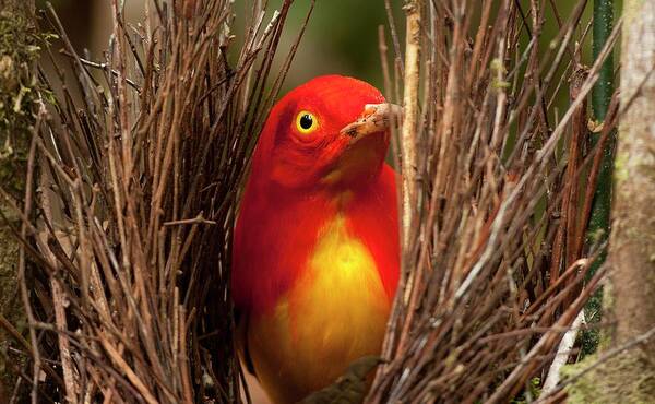 Aesthetics Poster featuring the photograph Flame Bowerbird In Bower Animal Art #3 by Paul D Stewart