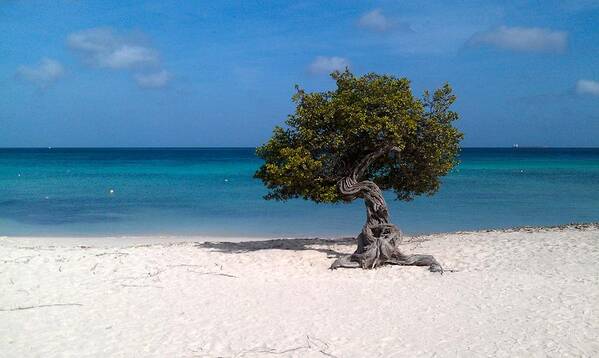 Aruba Poster featuring the photograph Aruba Divi Divi Tree #4 by Curtis Krusie