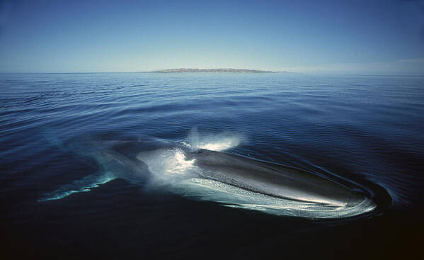 Feb0514 Poster featuring the photograph Fin Whale In Sea Of Cortez #4 by Tui De Roy