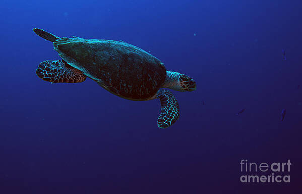 Roatan Poster featuring the photograph Hawksbill Turtle #5 by JT Lewis