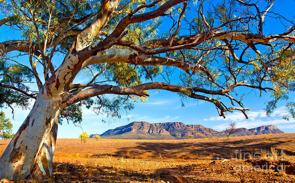 Wilpena Pound Flinders Ranges South Australia Outback Landscape Poster featuring the photograph Wilpena Pound by Bill Robinson