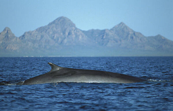 Feb0514 Poster featuring the photograph Fin Whale In Sea Of Cortez #5 by Tui De Roy