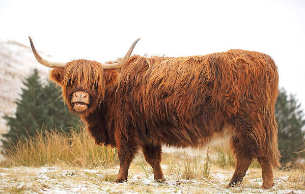 Highland Cattle Poster featuring the photograph Highland Cow #5 by Grant Glendinning