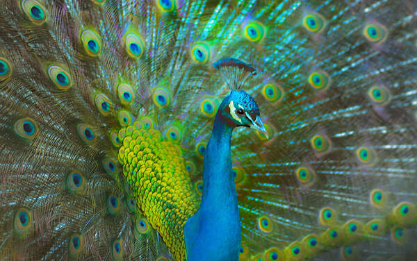 Peacock Poster featuring the photograph Peacock Face Mask by Patricia Dennis