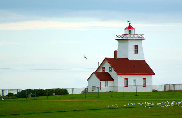 Seagull Poster featuring the photograph After The Rain by Ron Haist