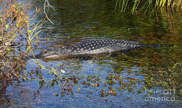 Alligator Poster featuring the photograph Alligator Swimming In Blue Water by Christiane Schulze Art And Photography