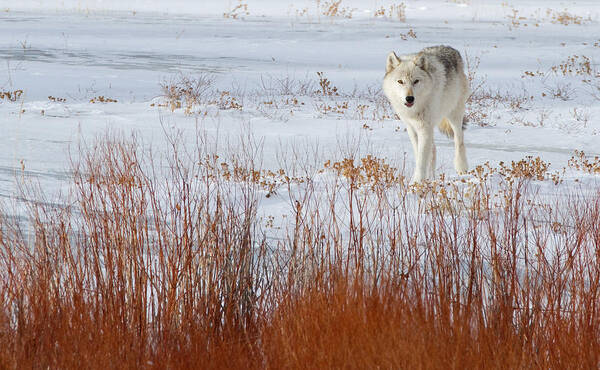 Wolf Poster featuring the photograph Alpha Female and Willows by Max Waugh