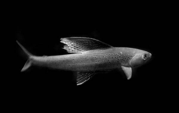 Fish Poster featuring the photograph Arctic Grayling Monochrome by Nathan Abbott