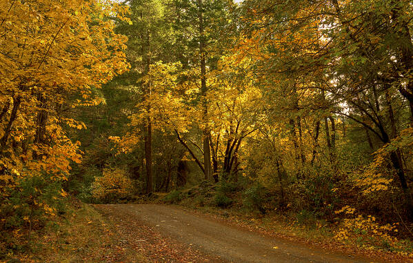 Loree Johnson Poster featuring the photograph Autumn Road by Loree Johnson