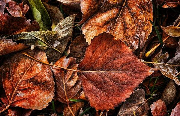 Autumn Poster featuring the photograph Autumn Rust by Steve Sullivan