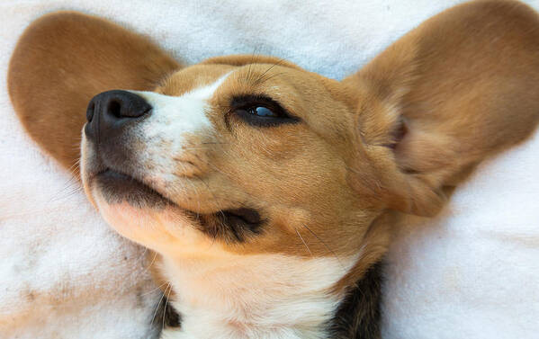 Beagle Poster featuring the photograph Beagles dreams by Eti Reid