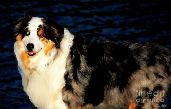 Australian Shepherd Poster featuring the photograph Beautiful Rex by Ola Allen