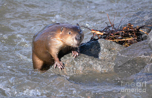 Beaver Poster featuring the photograph Beaver by John Greco