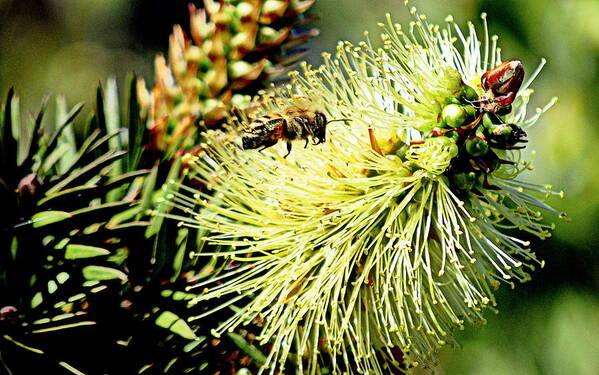 Insect Poster featuring the photograph Bee Stop by AJ Schibig