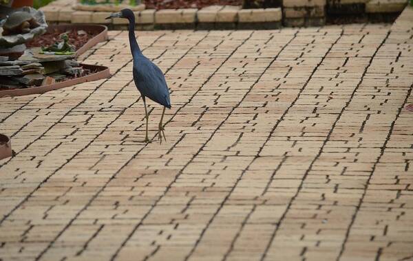 Florida Poster featuring the photograph Bird on Patio by Linda Kerkau