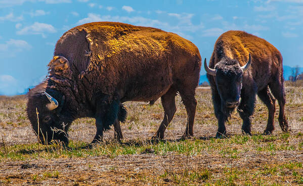 Bison Poster featuring the photograph Two Bison In Field In The Daytime by Tom Potter