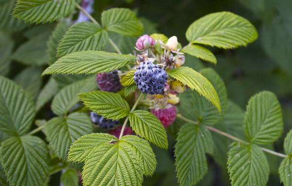 Rubus Occidentalis Poster featuring the photograph Black Raspberry by Venetia Featherstone-Witty