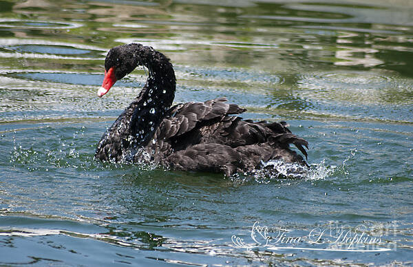 Black Poster featuring the photograph Black Swan 20120706_121a by Tina Hopkins