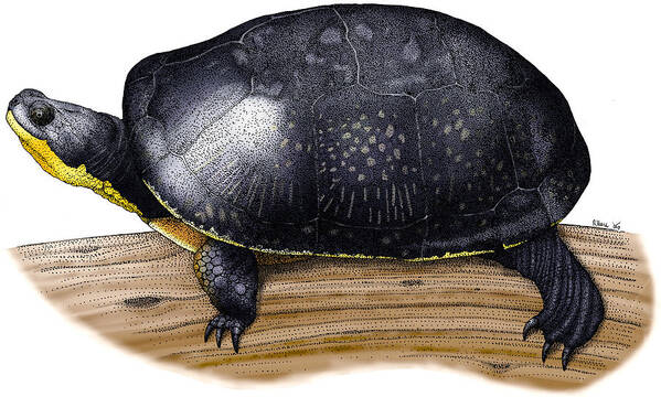 Art Poster featuring the photograph Blandings Turtle by Roger Hall