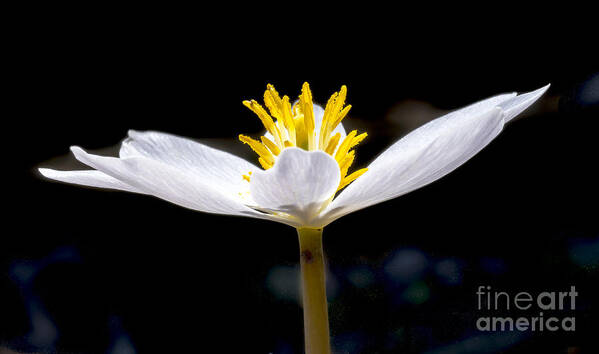 Flowers Poster featuring the photograph Bloodroot 1 by Steven Ralser