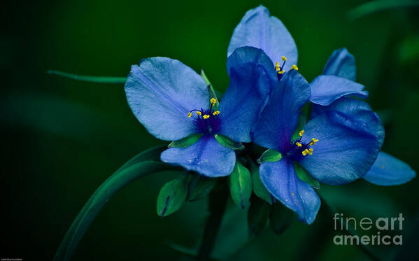 Blue Poster featuring the photograph Blue Aura by Charles Dobbs