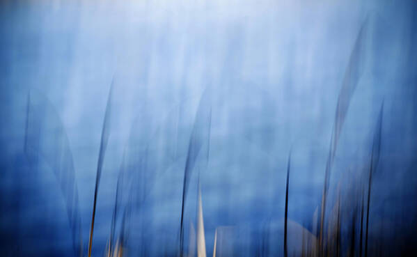 Blue Poster featuring the photograph Blue Reed by Marilyn Hunt