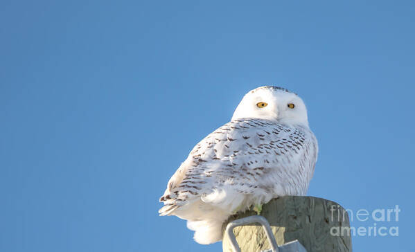 Field Poster featuring the photograph Blue Sky Snowy by Cheryl Baxter