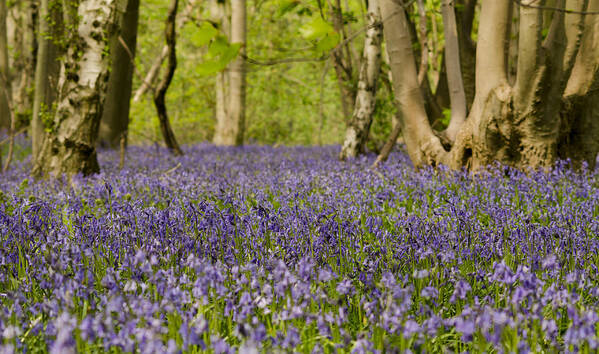 Forest Poster featuring the photograph Bluebell Woods by Spikey Mouse Photography