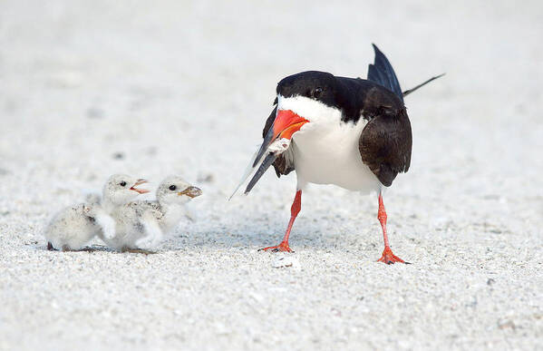 black Skimmers black Skimmer Adult Poster featuring the photograph Breakfast. by Evelyn Garcia