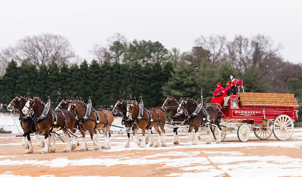Beer Poster featuring the photograph Budweiser Clydesdales by Stacy Abbott