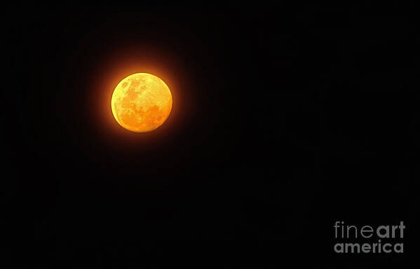 Photography Poster featuring the photograph Bushfire Moon by Kaye Menner