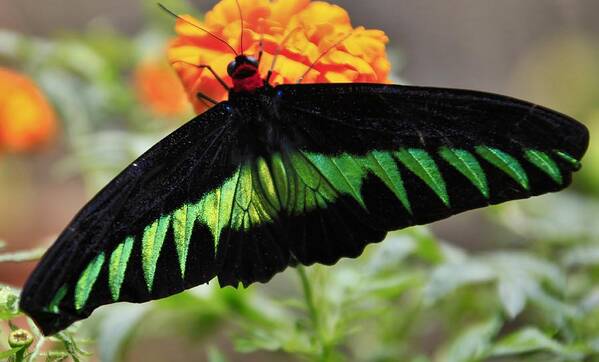 Butterfly - Jose Carlos Fernandes De Andrade Poster featuring the photograph Butterfly by Jose Carlos Fernandes De Andrade