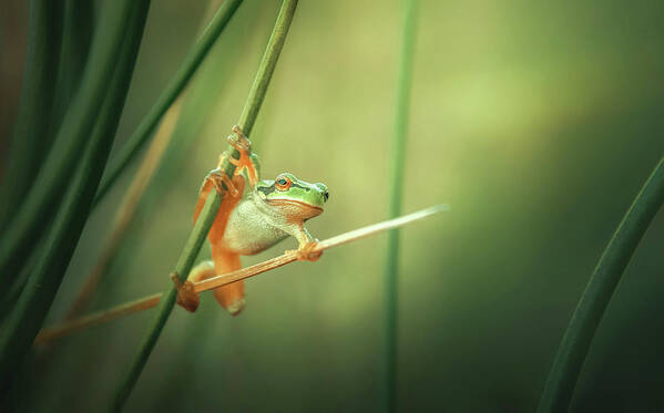 Frog Poster featuring the photograph Captain America by Florentin Vinogradof