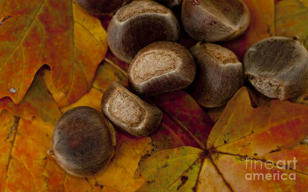 Autumn Poster featuring the photograph Chestnuts and Fall Leaves by Wilma Birdwell