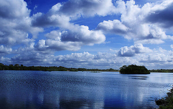 Trees Poster featuring the photograph Cloudy Day by Chauncy Holmes