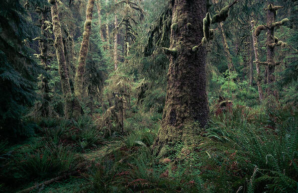 Forest Poster featuring the photograph Coastal Forest 3 by Alexander Kunz