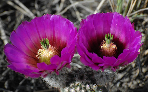 Flower Poster featuring the photograph Colorado Cactus by Susan Moody