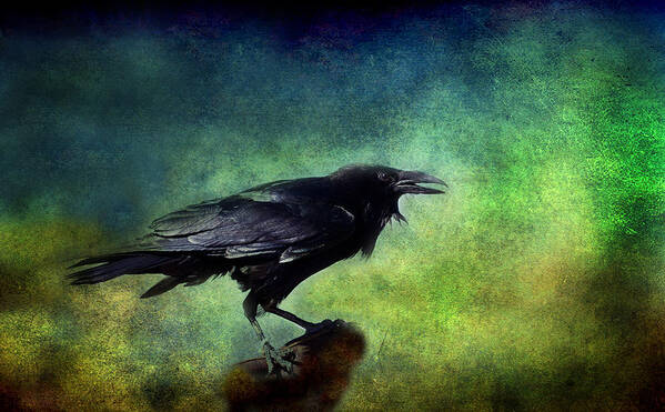Ravens Poster featuring the photograph Common Raven by Barbara Manis
